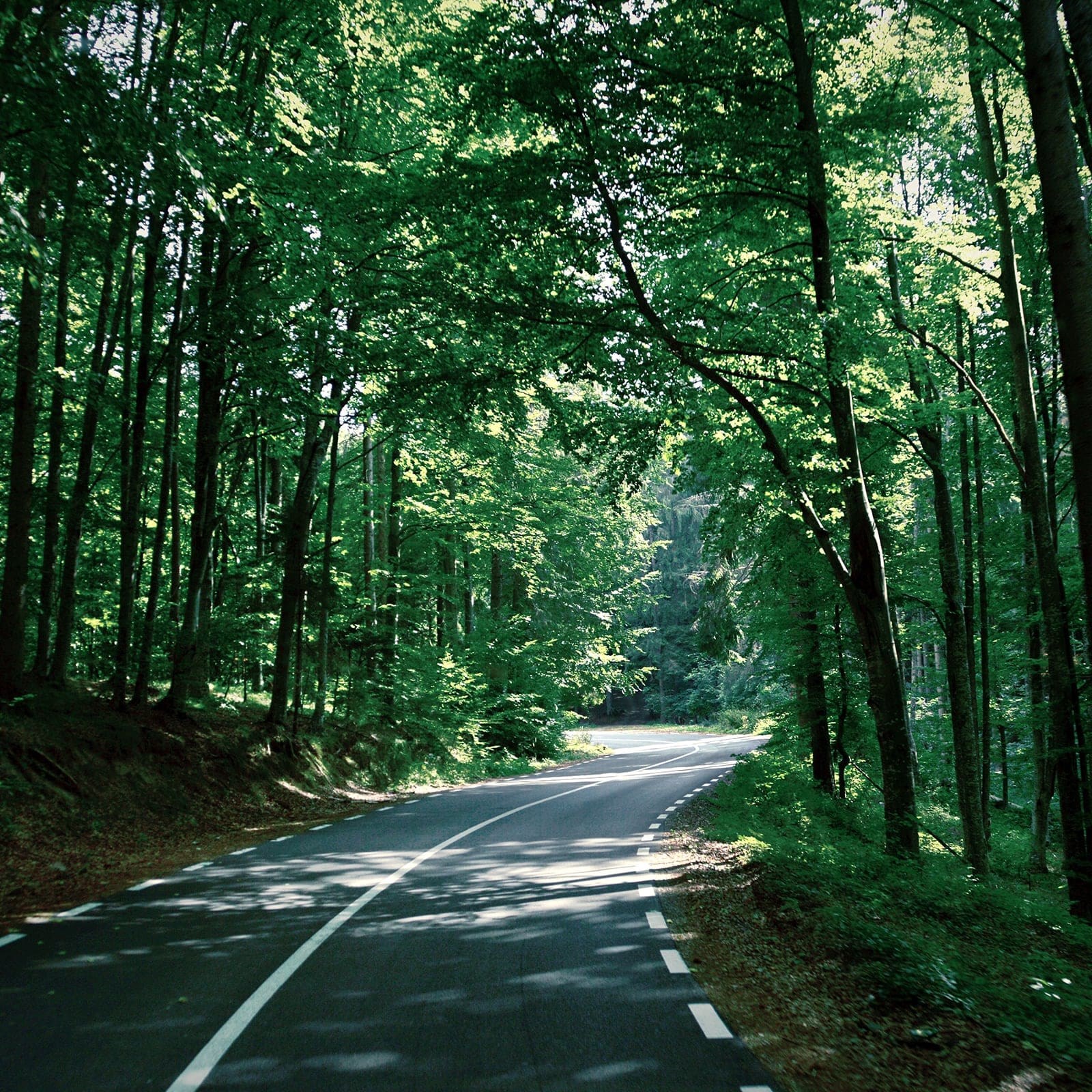 Road through forrest - sustainability