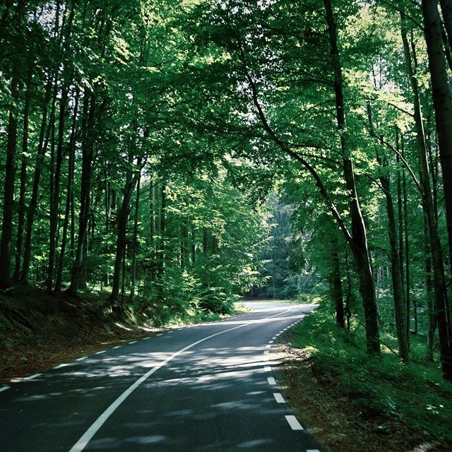 Road through forrest - sustainability