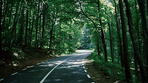 Road through forrest - sustainability