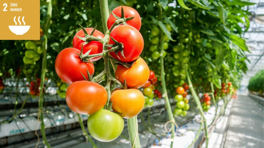 Image zero hunger tomatoes.